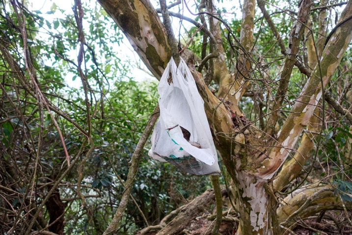 White plastic bag tied to a tree - garbage in bag