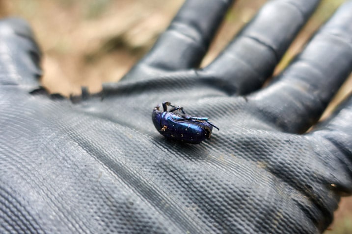 Dead purple beetle in black gloved hand