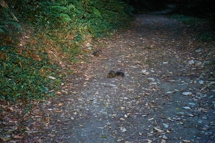 Dirt road with two squirrels eating on the left side - early morning darkness - trees and plants on either side