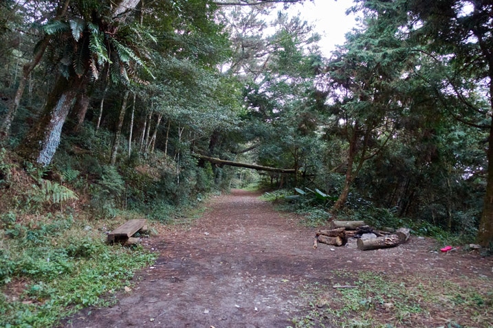 Mountain dirt road with trees on either side - bench on left - fire pit on right - fallen tree in distance 