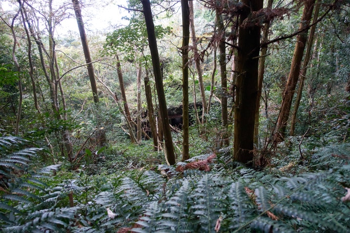 Looking down at trees and plants on side of mountain - Old structure hidden in trees