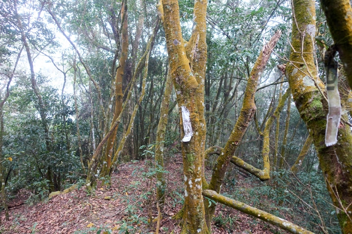 Looking down a mountain ridge - many trees - white ribbon attached to center tree