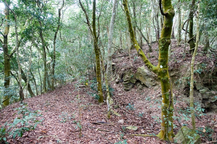 Looking down a mountain ridge - many trees