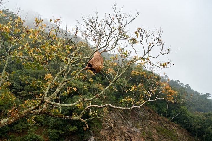 Large hornet's nest high up in a tree