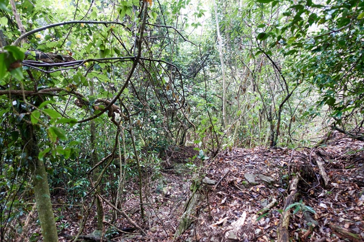 Jungle-like mountain forest - many trees and vines