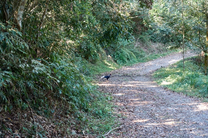 Dirt road - Swinhoe's pheasant on side of road - plants and trees either side of road