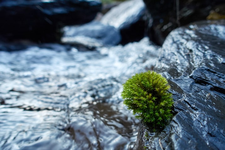 Small circular moss attached to river rock - water flowing around it