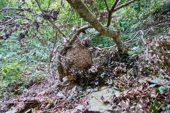 Wasp or hornet nest attached to fallen tree on the ground