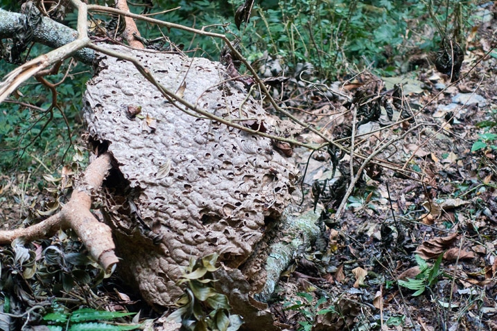 Wasp or hornet nest attached to fallen tree on the ground