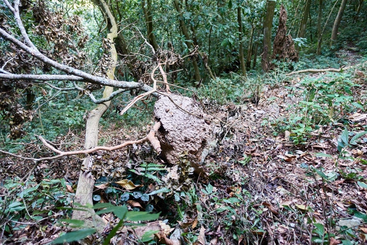 Wasp or hornet nest attached to fallen tree on the ground