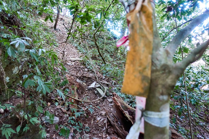 Trail going up wooded mountain - old orange and faded red trail ribbons attached to tree blurry in foreground 