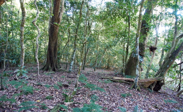 Mountain forest - many trees but somewhat open