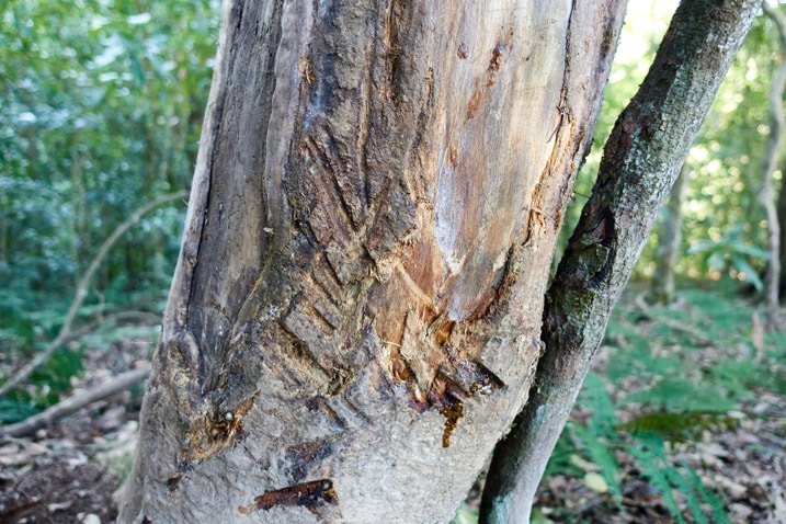 Tree with no bark - claw or antler marks on tree