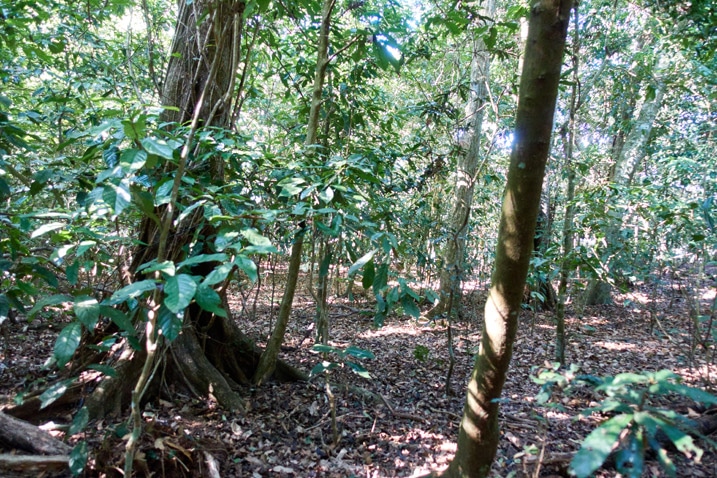 Mountain forest - many trees but somewhat open