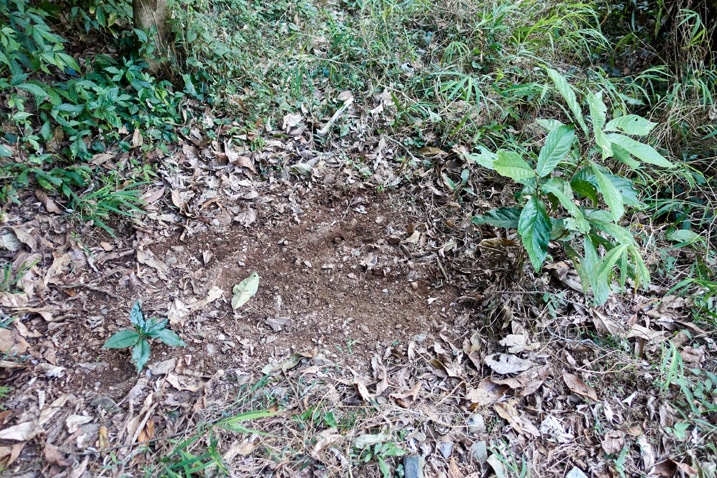 Ground dug up slightly where animal might have layed