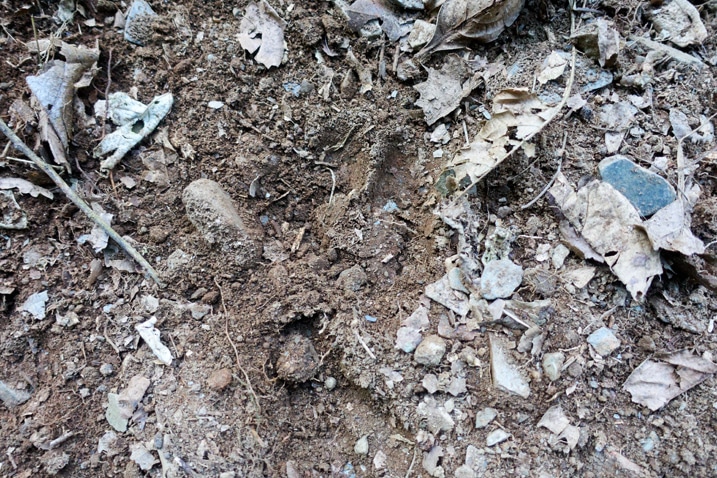 Closeup of hoove-print in dirt