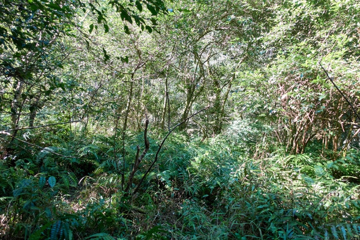 Overgrown, jungle-like area next to small unseen stream