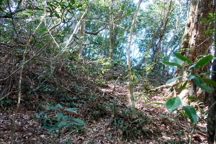 Mountain forest - looking uphill - many trees