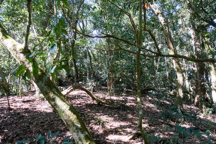 Ridge forest - many thin trees - somewhat open area