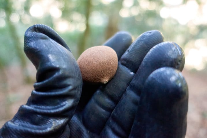 Black gloved hand holding small brown fruit