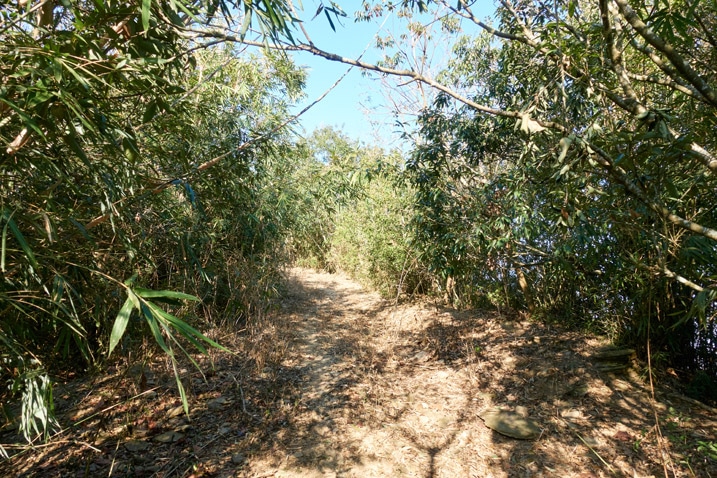 Somewhat wide dirt trail with trees on either side