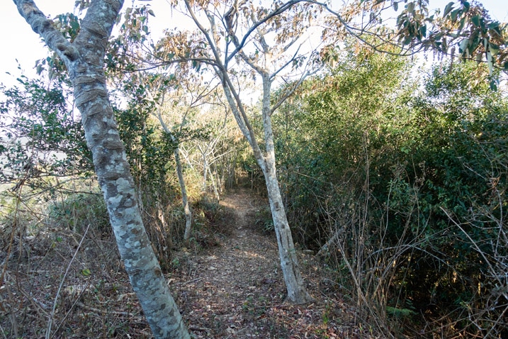 Ridge trail with trees on either side