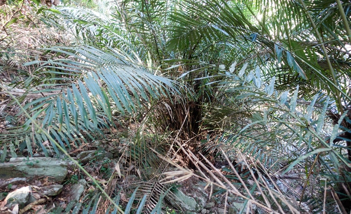 Large fern type tree