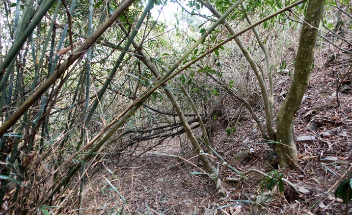 Mountain jungle - trees and vines - overgrowth