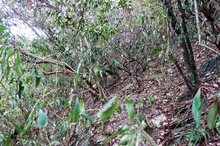 Taiwan mountainside jungle - trees and vines overgrowth