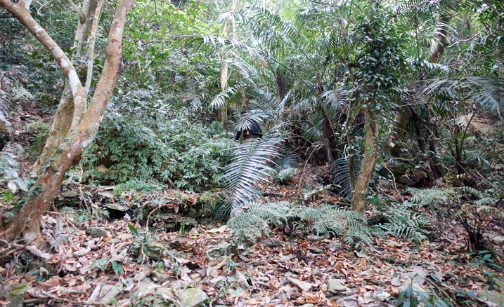 Jungle overgrowth - man hidden within