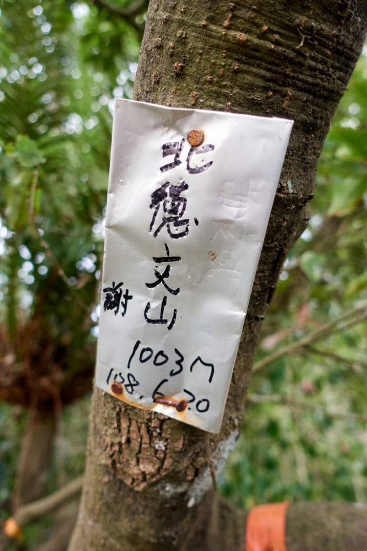Closeup of metal sign attached to tree - Chinese writing on sign in black ink