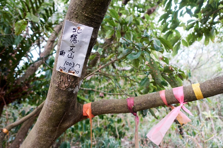 Ribbons tied to tree branch - rectangular metal sign attached to tree - Chinese writing on sign