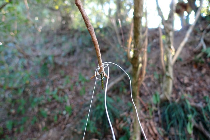 White string attached to a thin tree branch