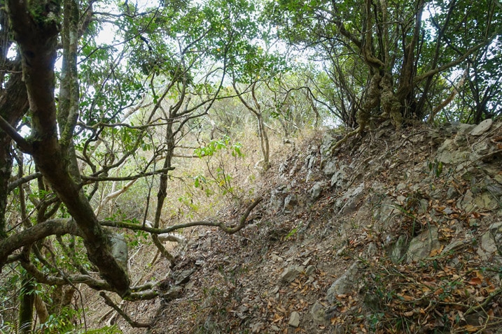 Side of mountain ridge - many trees and loose rocks