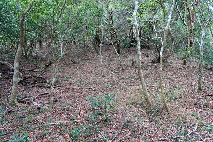 Open saddle area between two smaller peaks - many trees