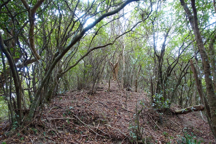 Many trees on a mountain ridge - slight pathway between them