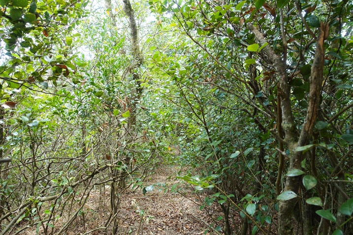 Many trees along a mountain ridge