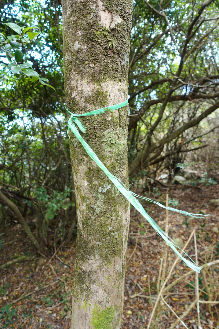 Faded green ribbon tied around tree trunk