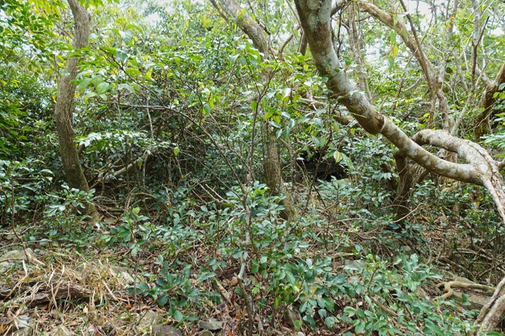 Jumble of trees and vegetation on mountain ridge