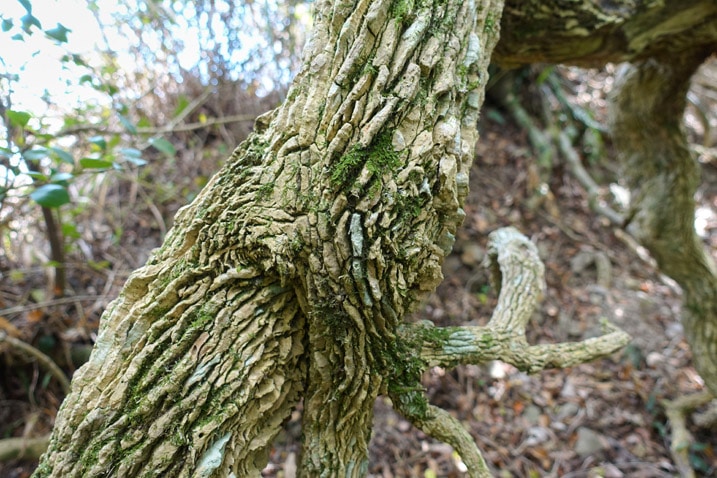 Closeup of dead tree bark