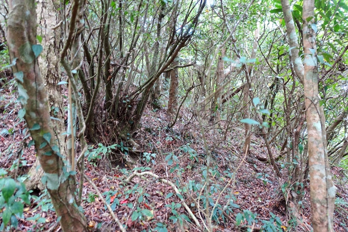 Mountain jungle - many trees