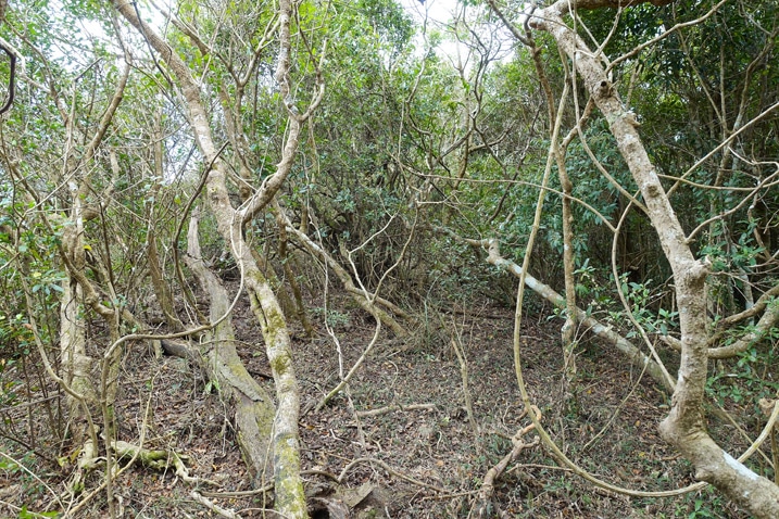 Jumble of trees and plants - mountain ridge jungle