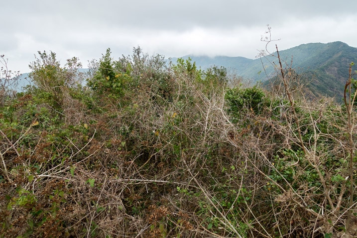 A jumble of vegetation on top of mountain