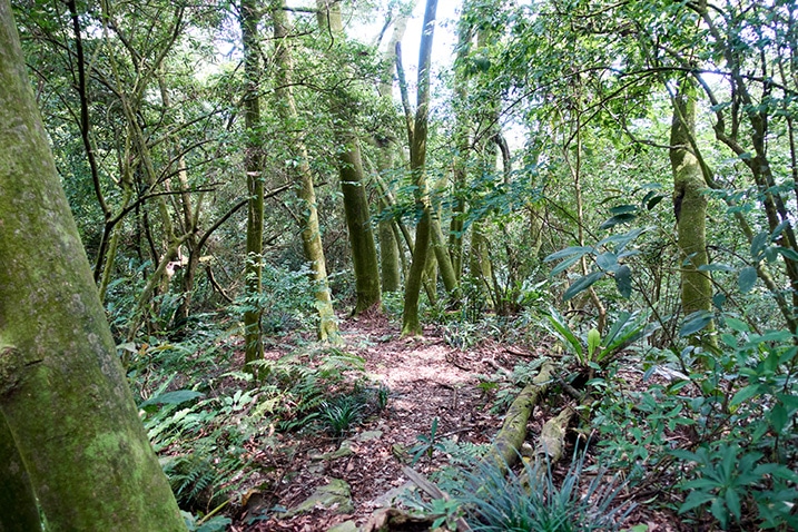 Trail down a mountain ridge - trees and many plants