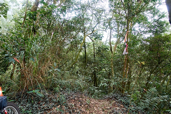 Trail head of 日湯真山西南峰 - RiTangZhenShan Southwest Peak - many trees