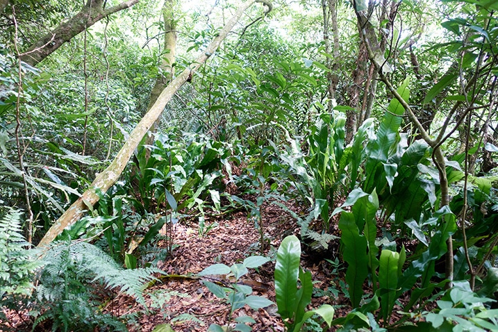 Mountain ridge trail - many plants and trees