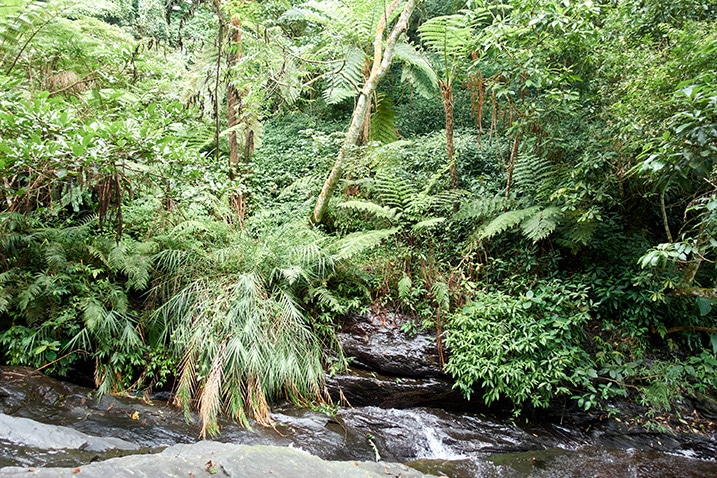 Mountain stream