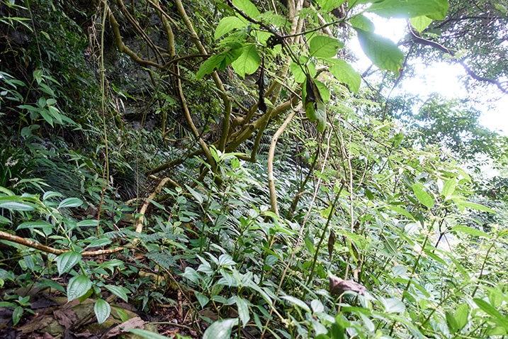 Tangled mess of trees and overgrowth