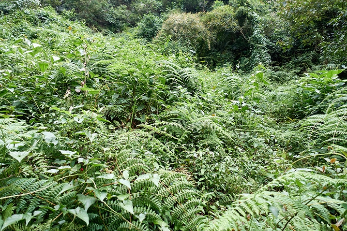 Overgrown Mountainside