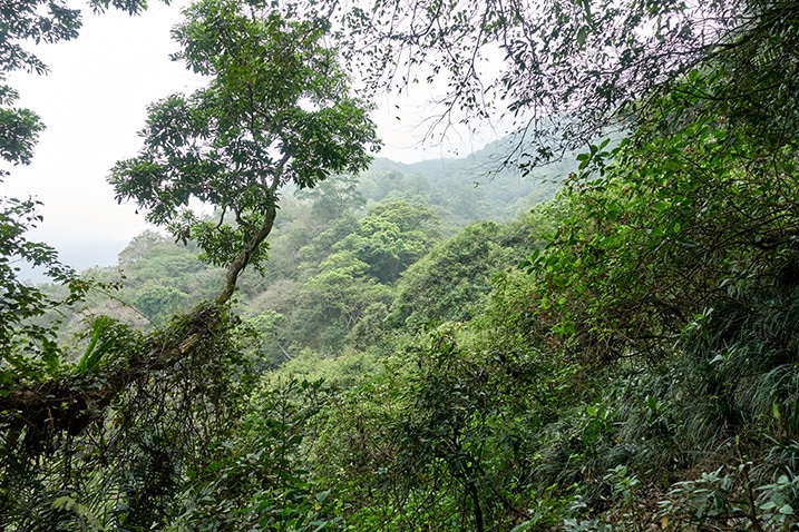 Looking out from mountain ridge to another ridge - lots of trees